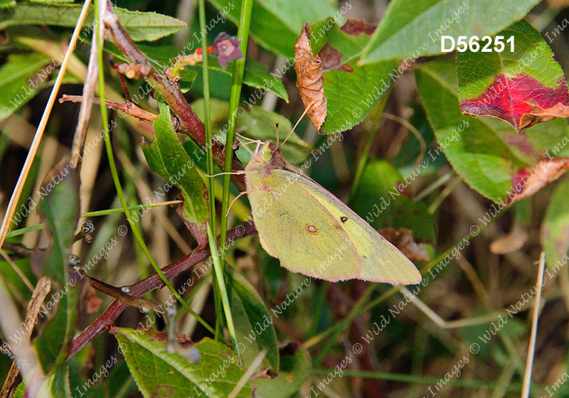 Pink-edged Sulphur (Colias interior)